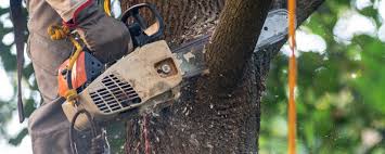 How Our Tree Care Process Works  in  Georgetown, PA