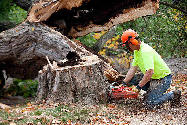 Best Emergency Tree Removal  in Georgetown, PA