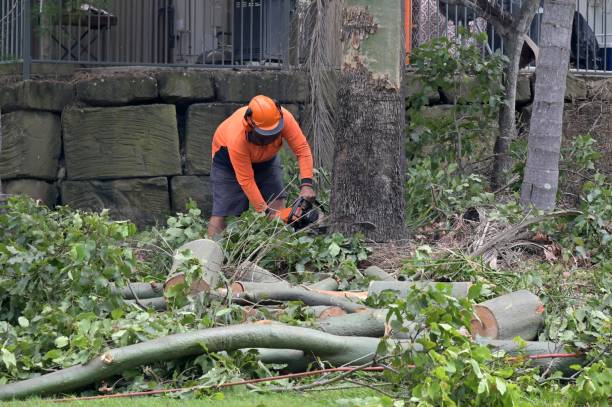 Professional  Tree Services in Georgetown, PA